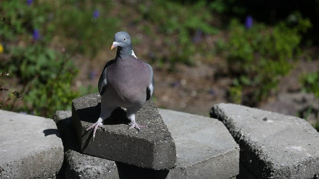 Common Wood-Pigeon (White-necked) - ML490328331