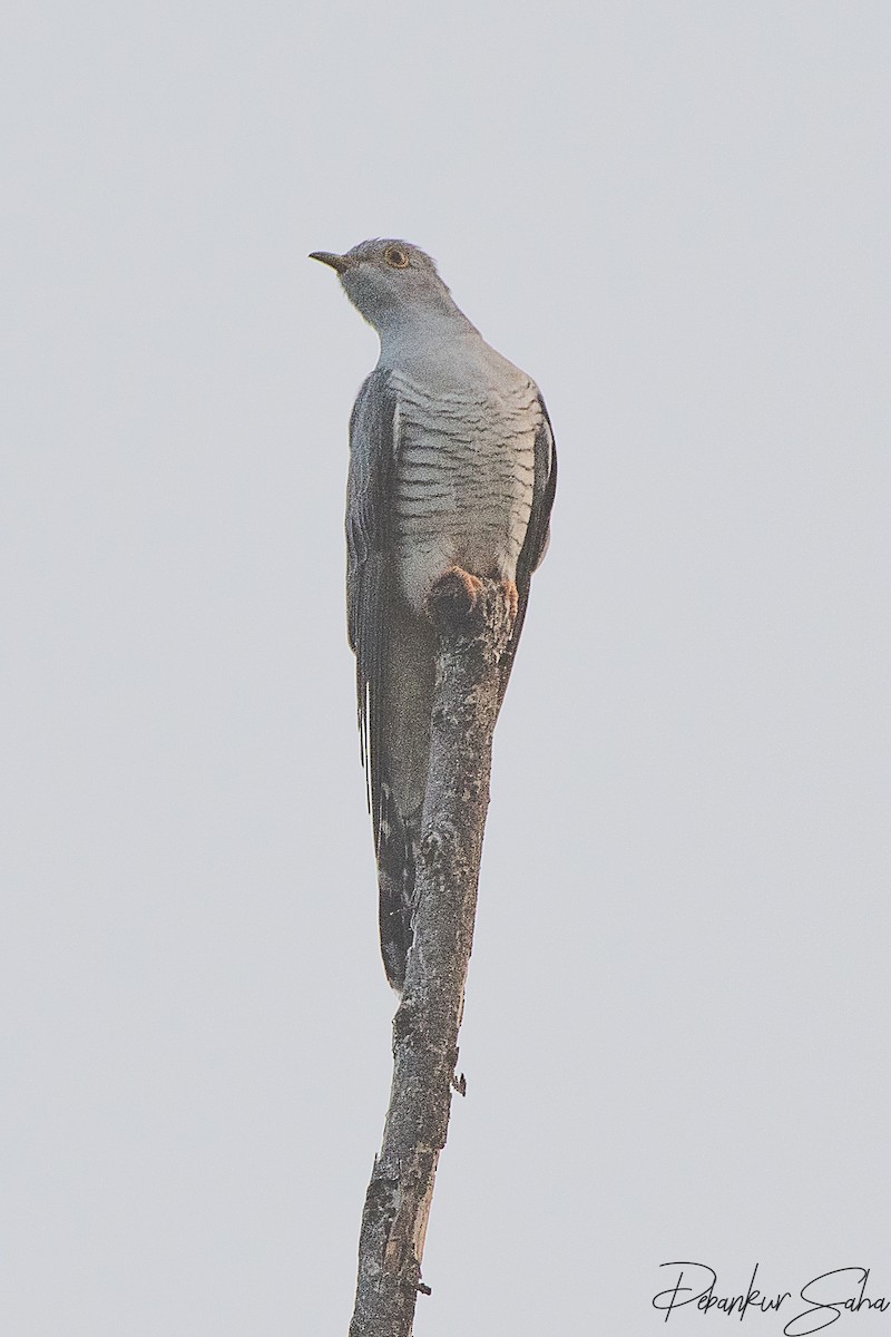 Common Cuckoo - ML490328981