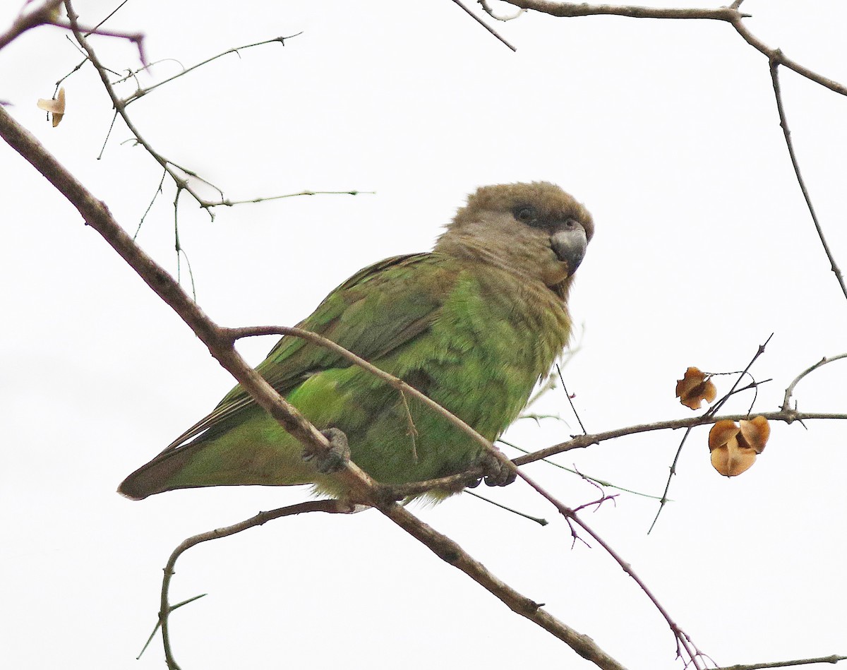 Brown-headed Parrot - ML490329451