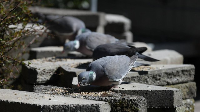 Pigeon ramier (groupe palumbus) - ML490329601
