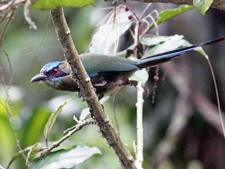  - Blue-capped Motmot