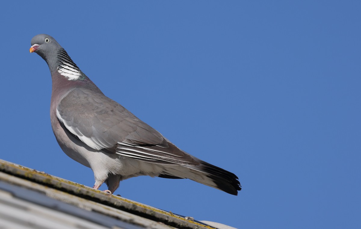 Pigeon ramier (groupe palumbus) - ML490331501