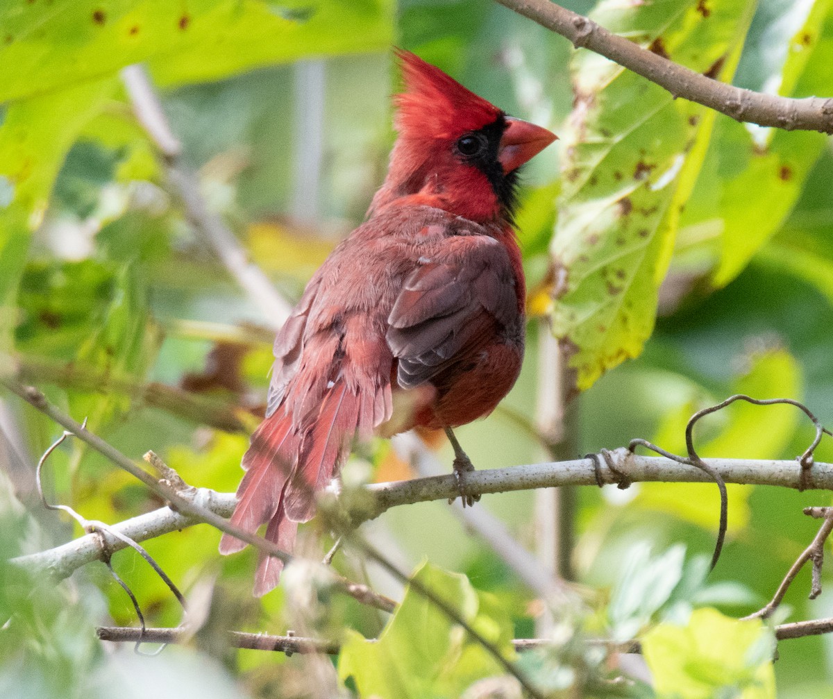 Cardinal rouge - ML490331781