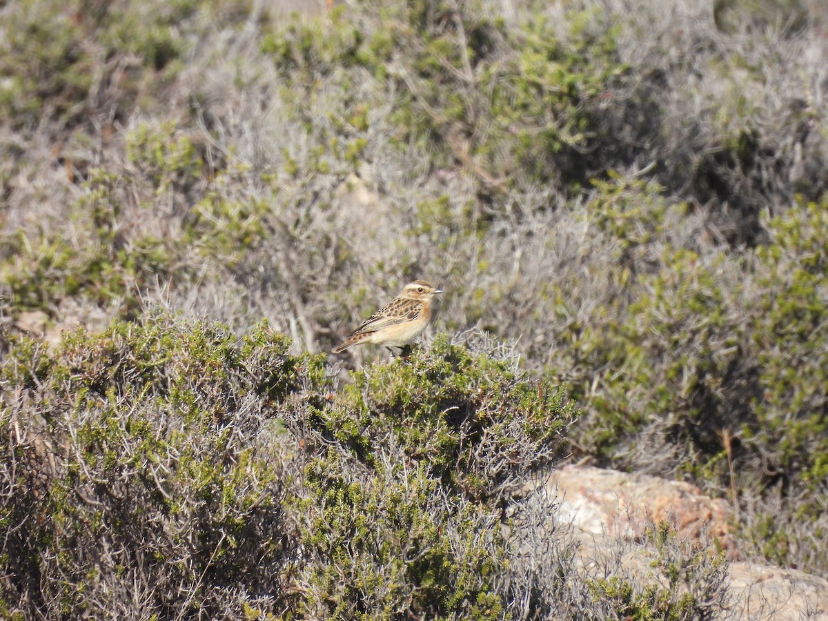 Whinchat - ML490333791