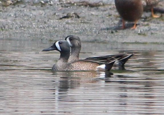 Blue-winged Teal - ML49033471