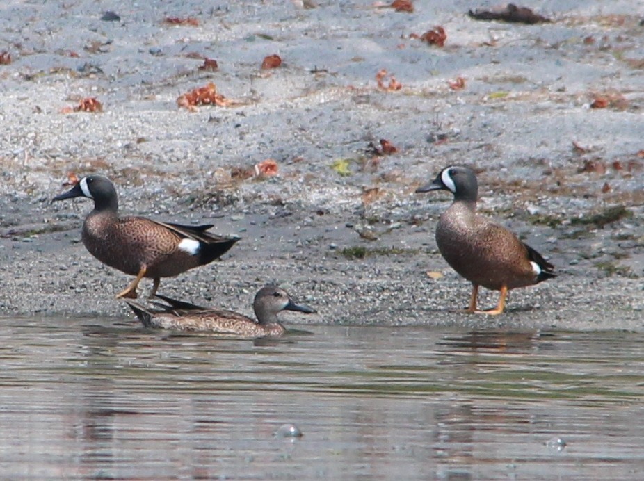 Blue-winged Teal - ML49033481