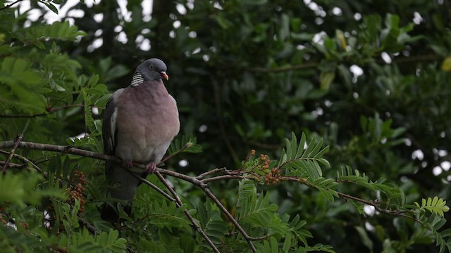 Common Wood-Pigeon (White-necked) - ML490334821
