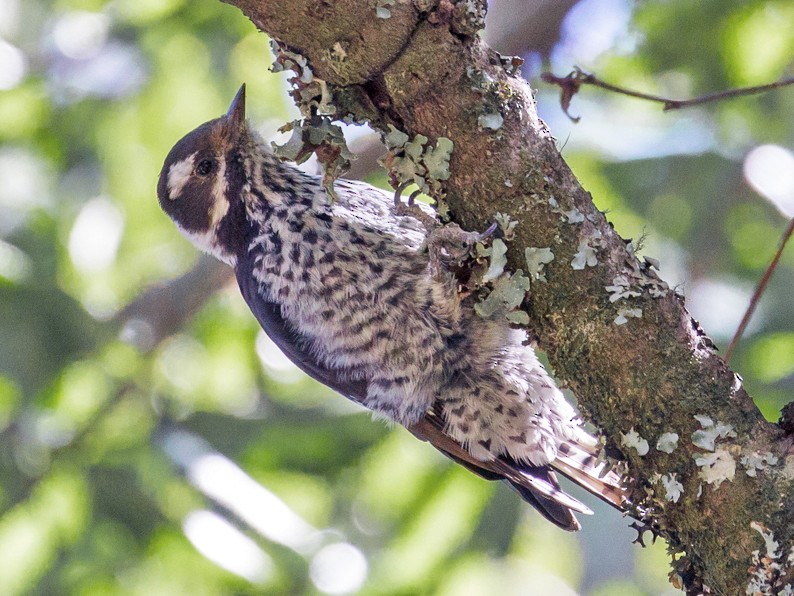 Strickland's Woodpecker - Rolando Chávez