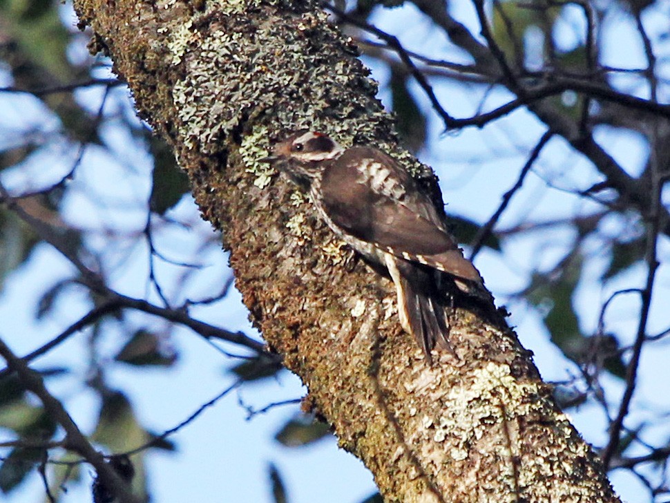 Strickland's Woodpecker - Scott Olmstead