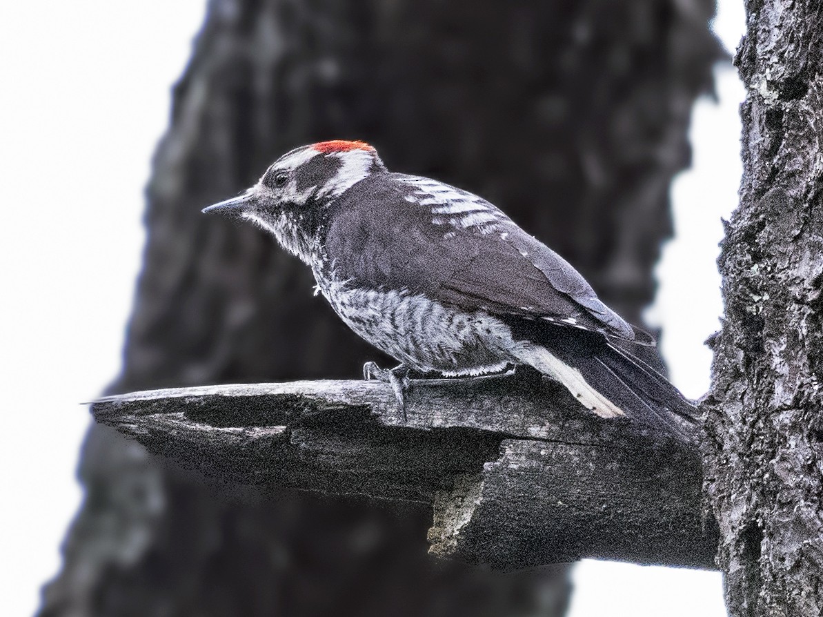 Strickland's Woodpecker - Carl Giometti 🍹
