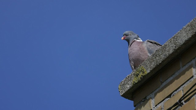 Pigeon ramier (groupe palumbus) - ML490335981