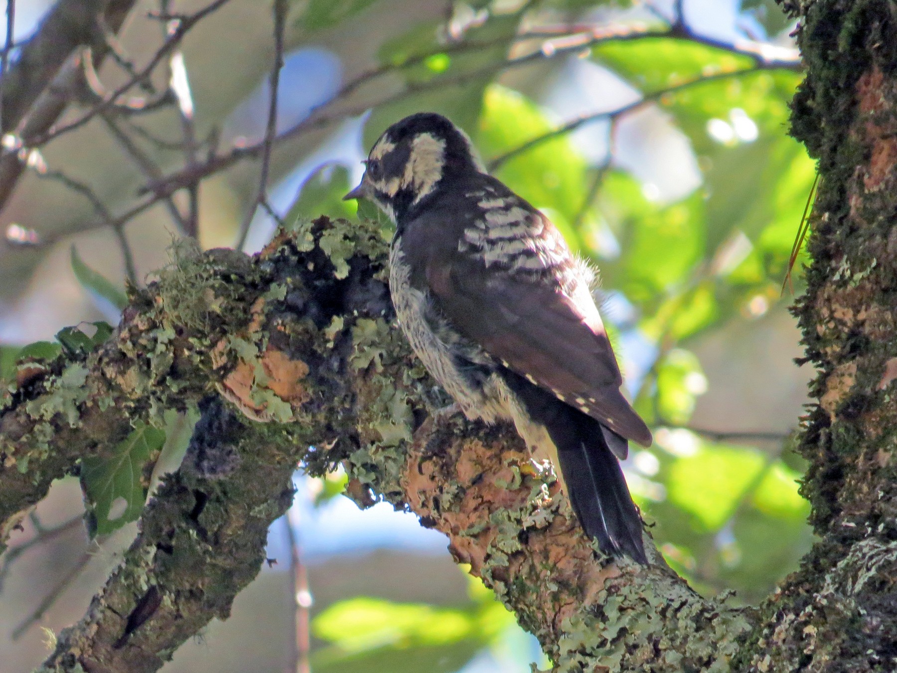 Strickland's Woodpecker - Gerardo Marrón