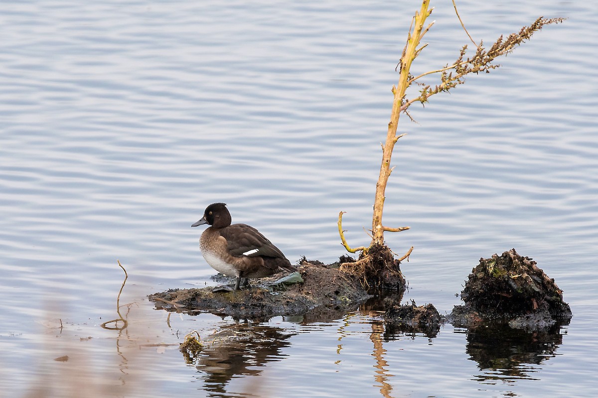 Tufted Duck - ML490337751