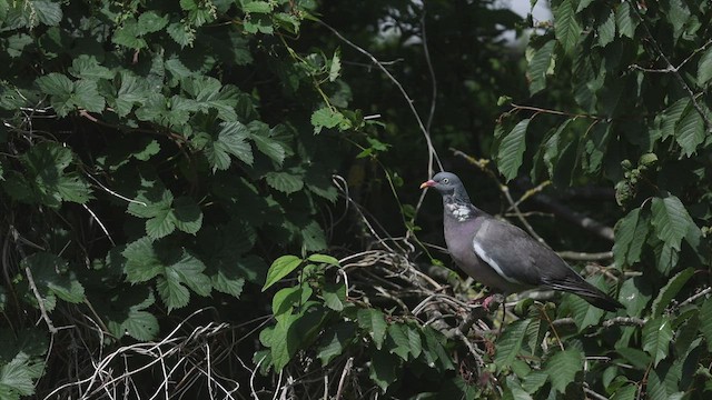 Common Wood-Pigeon (White-necked) - ML490339151