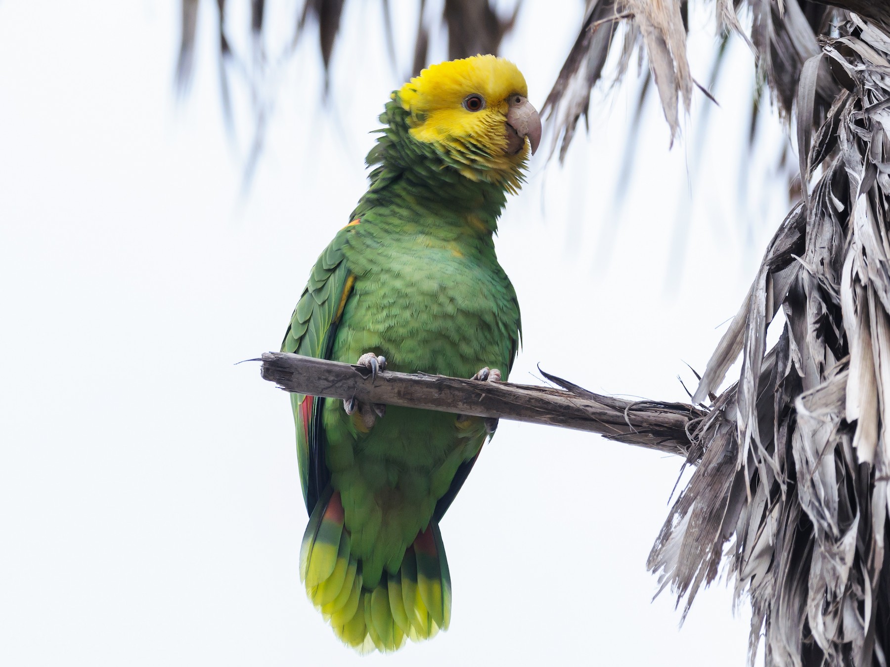 green parrot yellow head