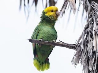  - Yellow-headed Parrot