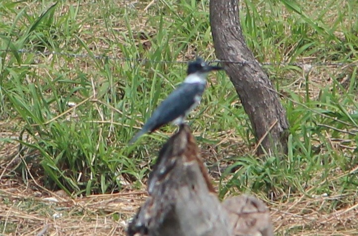Belted Kingfisher - ML49034211