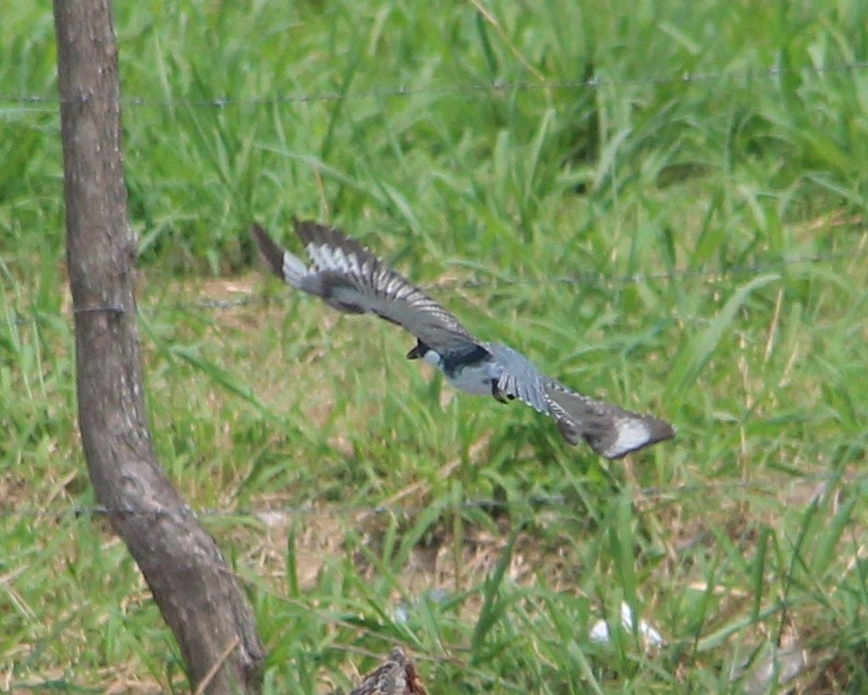 Belted Kingfisher - ML49034221