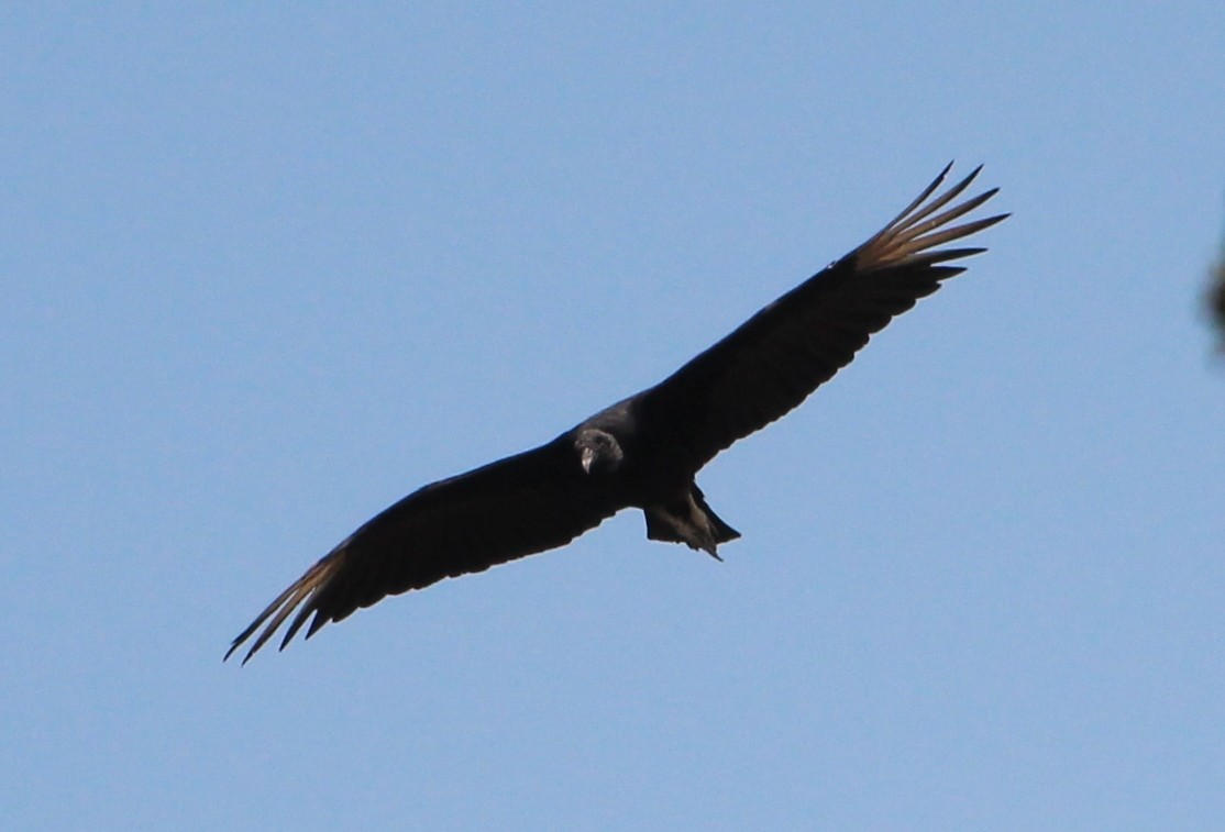 Black Vulture - ML49034331