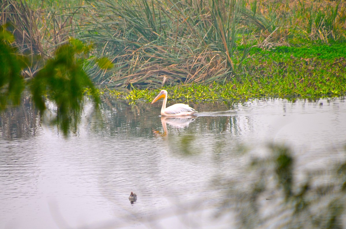 Great White Pelican - Karan Lahiri