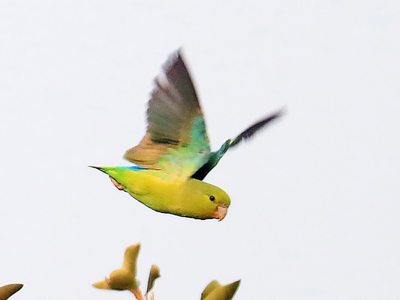 Mexican Parrotlet - manuel grosselet