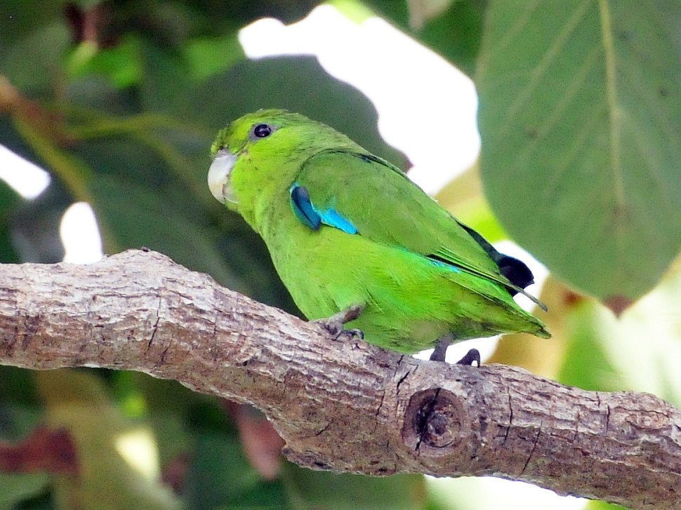 Mexican Parrotlet - Joel Trick