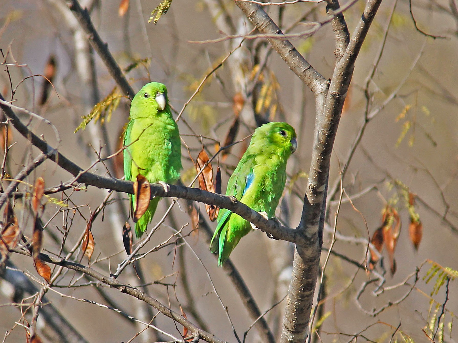 Mexican Parrotlet - Ken Murphy