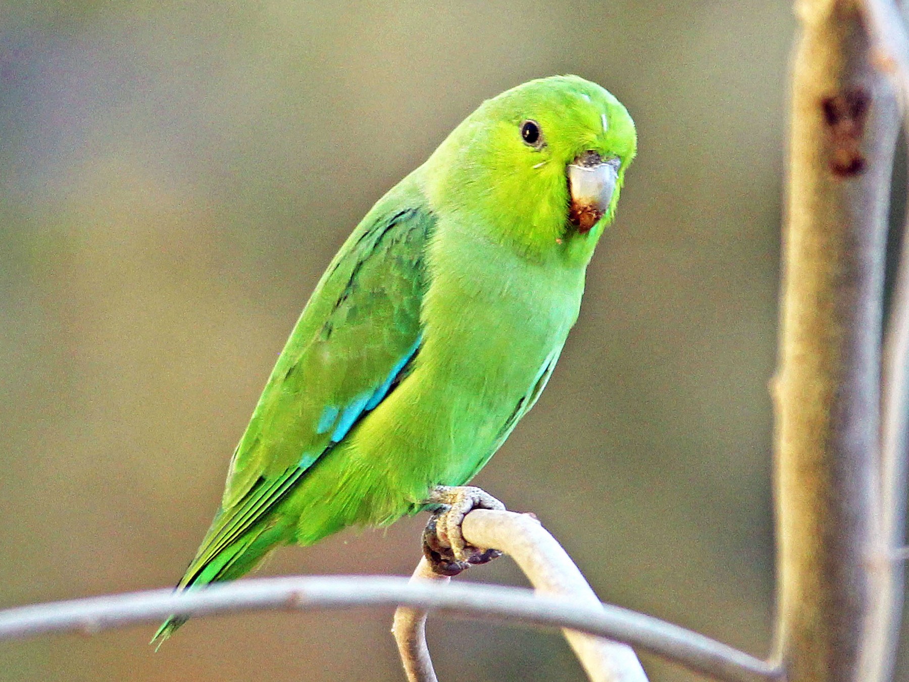 Mexican Parrotlet - Ken Murphy