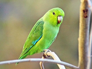  - Mexican Parrotlet