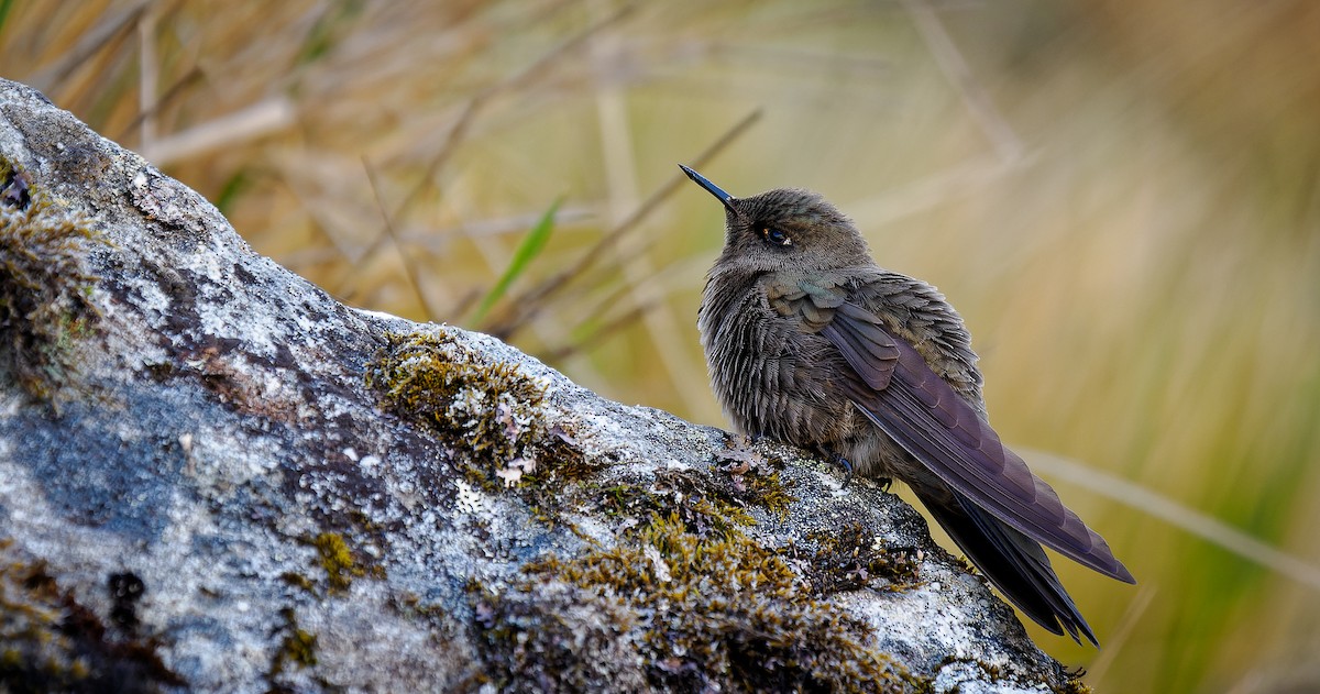 Olivaceous Thornbill - ML490346891