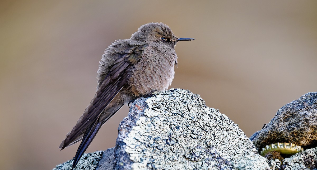 Olivaceous Thornbill - ML490349711