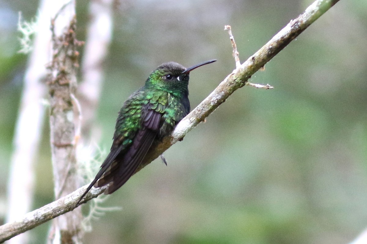 kolibřík haitský - ML49035021