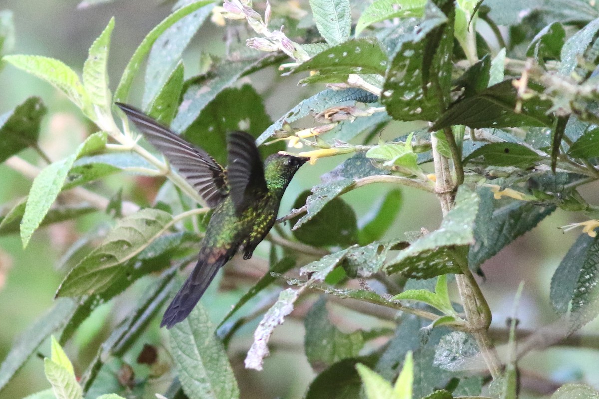kolibřík haitský - ML49035031