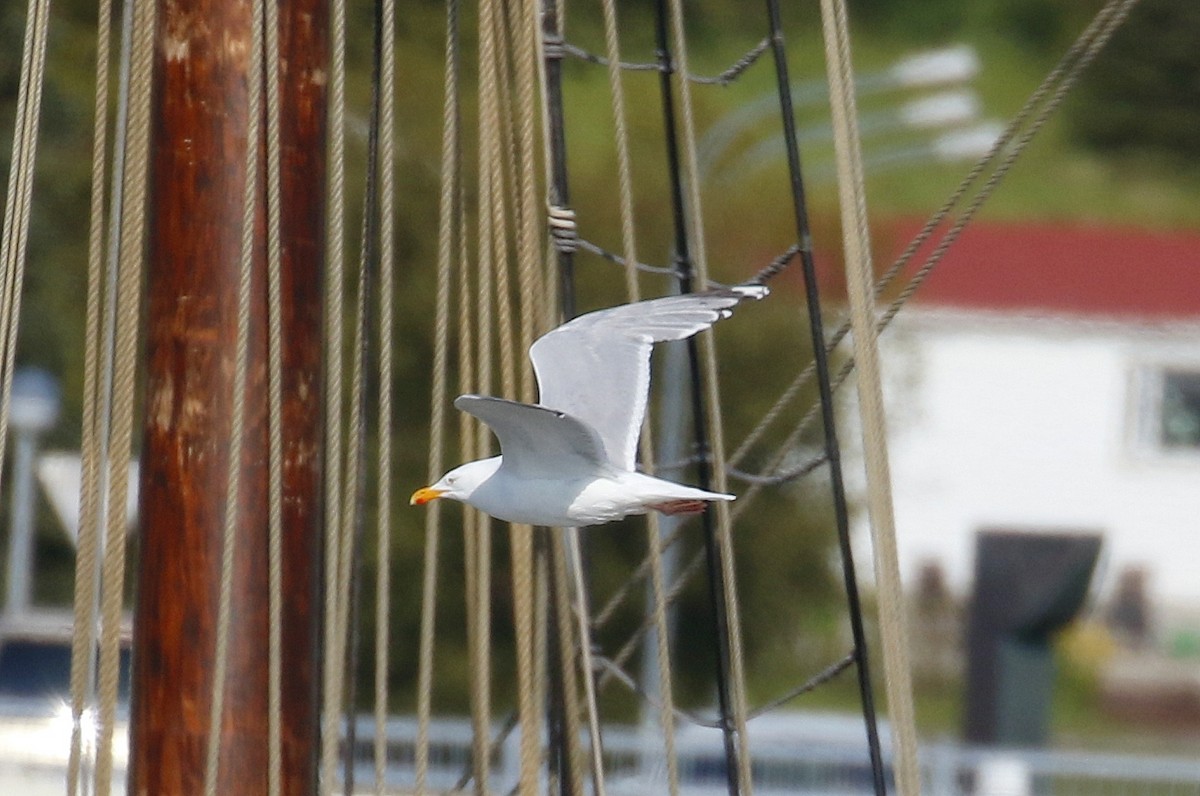 Herring x Glaucous Gull (hybrid) - ML490350591