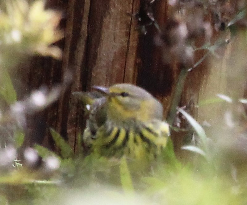 Cape May Warbler - ML490353161