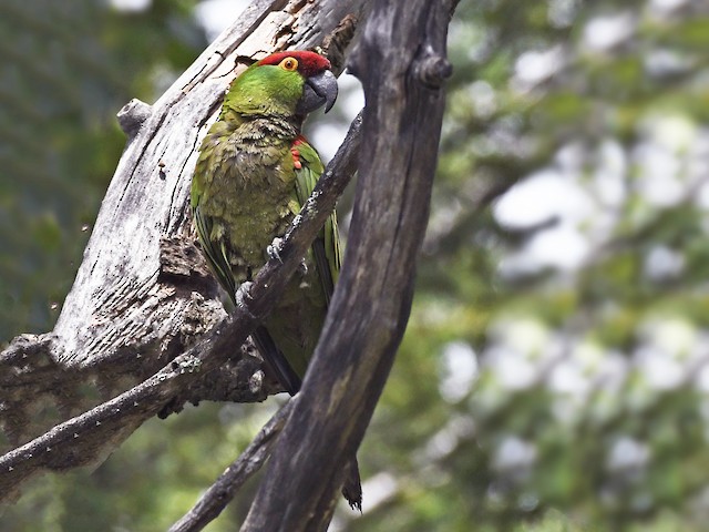  - Thick-billed Parrot - 
