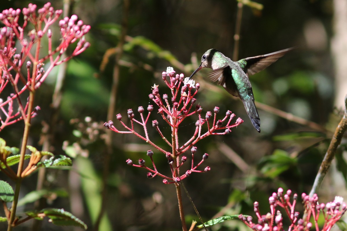 kolibřík haitský - ML49035381