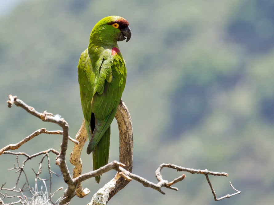 Maroon-fronted Parrot - Rolando Chávez