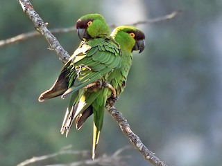  - Maroon-fronted Parrot