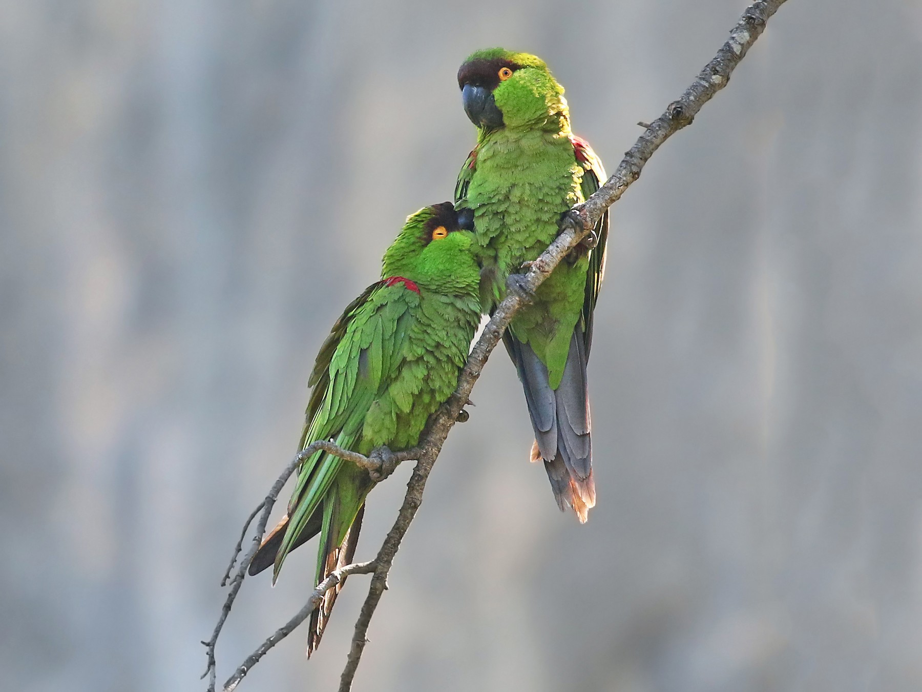 Maroon-fronted Parrot - Andrew Spencer