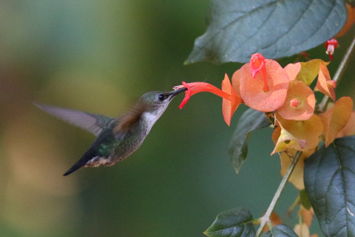 Vervain Hummingbird - John C Sullivan