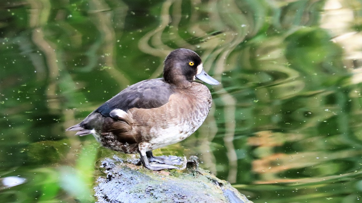 Tufted Duck - ML490361731