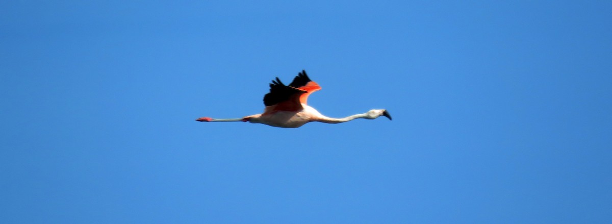 Chilean Flamingo - ML49036431