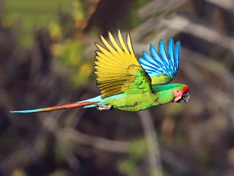 Military Macaw - manuel grosselet