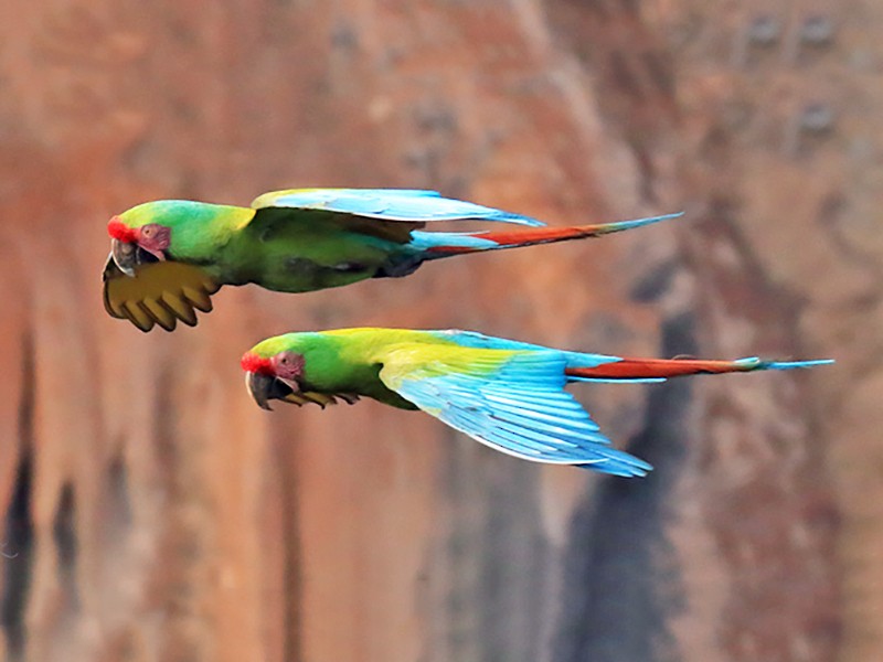 Military Macaw Ebird