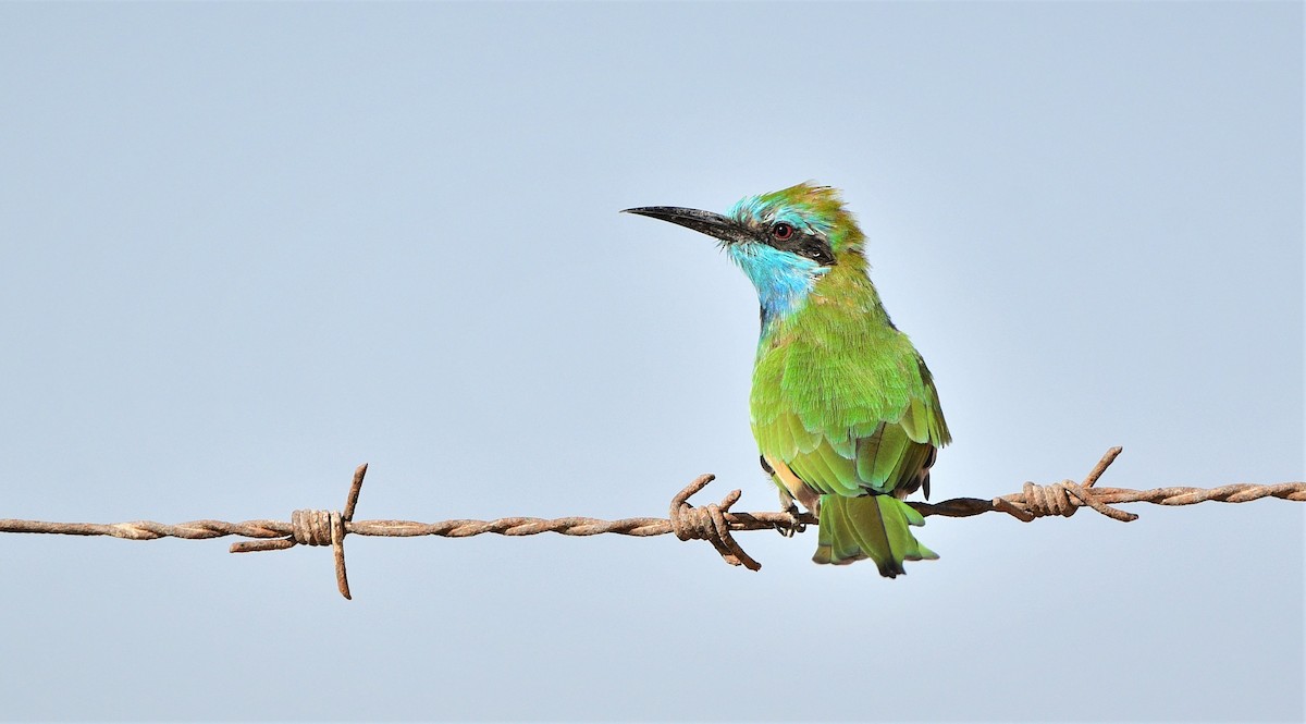 Arabian Green Bee-eater - ML490370781