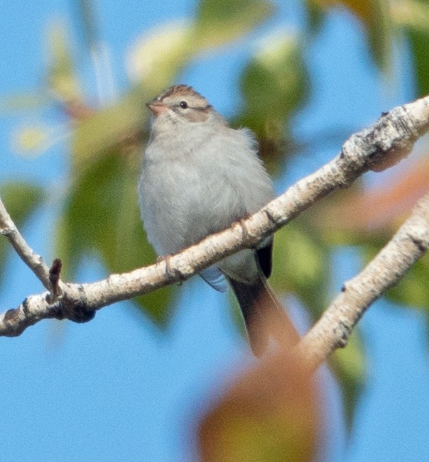 Chipping Sparrow - ML490371561