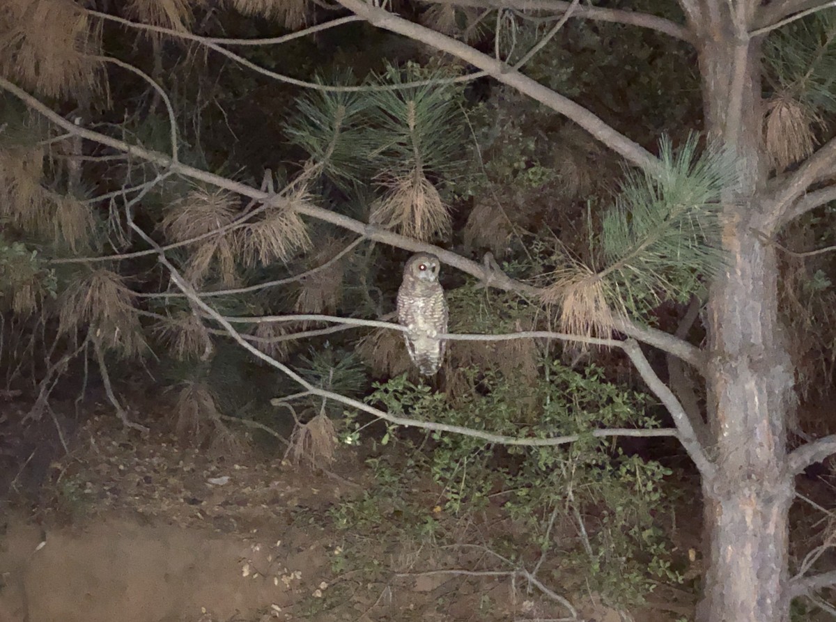 Spotted Owl (California) - ML490372171