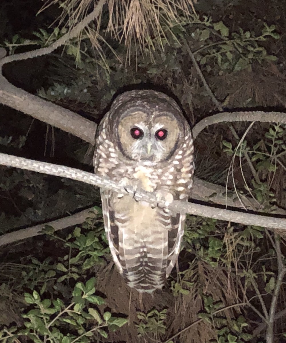 Spotted Owl (California) - ML490372181