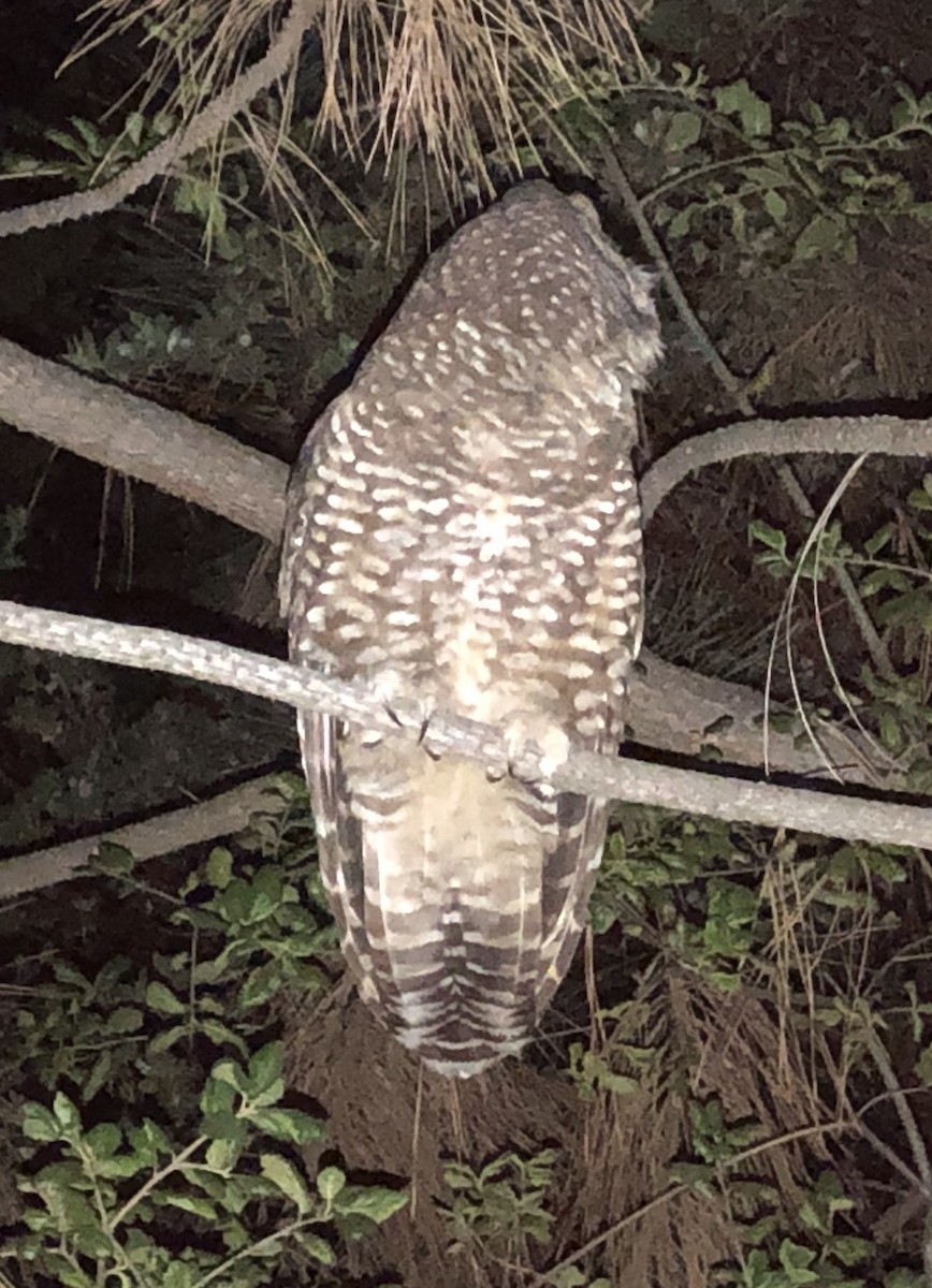 Spotted Owl (California) - ML490372191